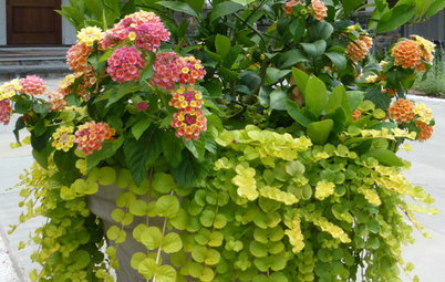 Blooming Container Gardens That Welcome Butterflies and Bees