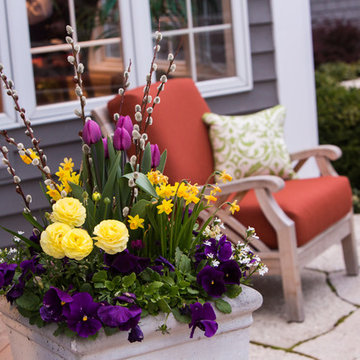 Spring Annuals & Bulbs