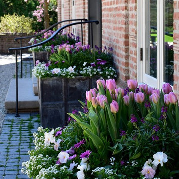 Spring Annuals & Bulbs