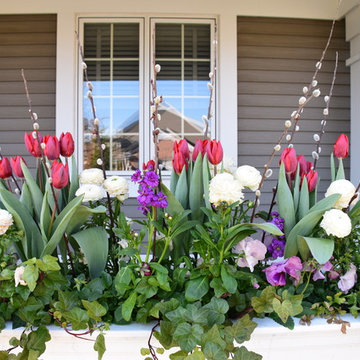 Spring Annuals & Bulbs