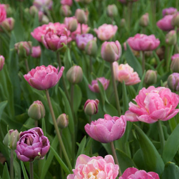 Spring Bulb Blast--Inspiration for a challenging time