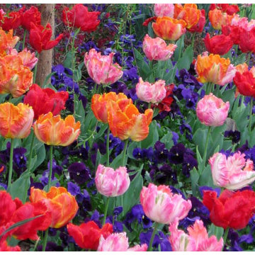 Spring Bulbs (Tulips, Daffodils, Hyacinths, Gallium and more)