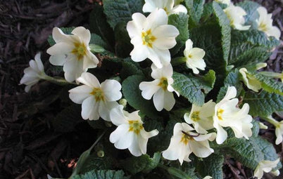 7 Great Container Plants for Early-Spring Appeal