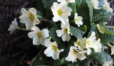 7 Great Container Plants for Early-Spring Appeal