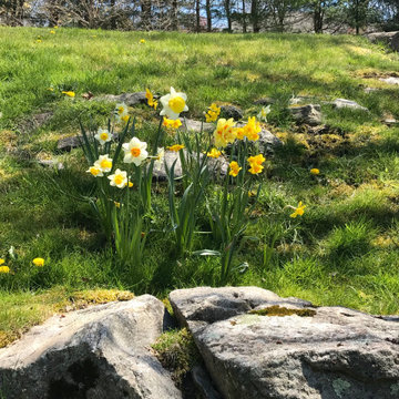 Spring daffodils