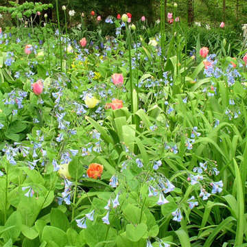 Spring Garden - Tulips and Virginia Bluebells, Media, PA