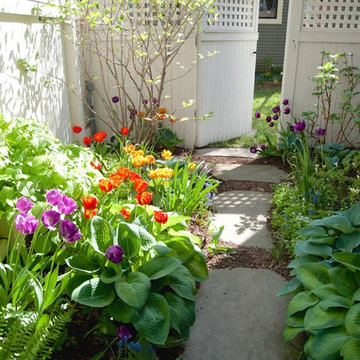 Spring Tulips in Cambridge, MA