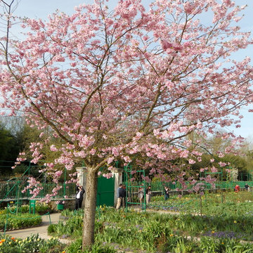 Springtime Tour of Monet's Giverny Gardens