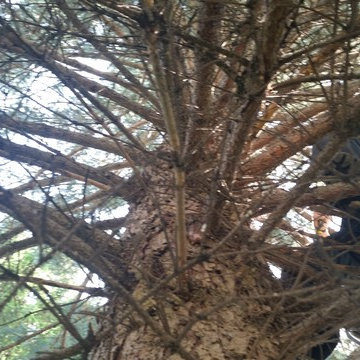 Spruce tree restoration