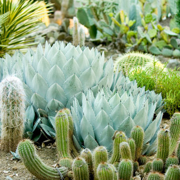 Stanford Cactus Garden