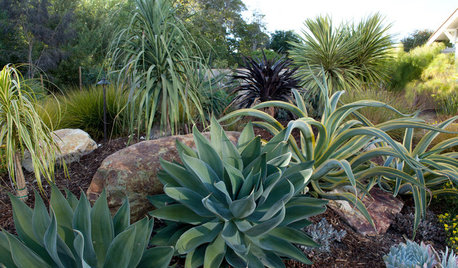 Winning Garden Combo: Agaves and Grasses