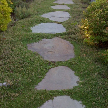 stepping stones and Thyme