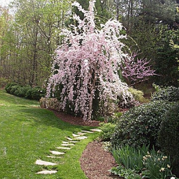 75 Beautiful Weeping Cherry Tree Home Design Ideas & Designs | Houzz AU