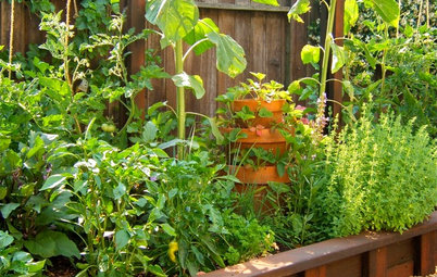 How to Squeeze a Vegetable Patch into a Small Garden