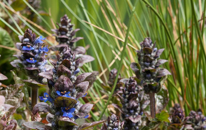 Great Design Plant: Bugle Weed, a Quick Ground Cover