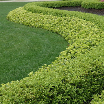 Strong Statement Hedge Row Boxwood and Pachysandra