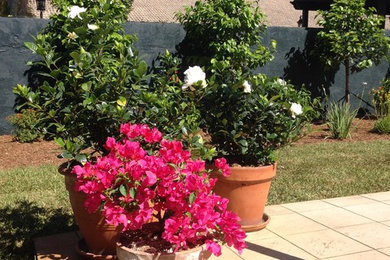 На фото: огромный солнечный, весенний регулярный сад на заднем дворе в классическом стиле с хорошей освещенностью и мульчированием с