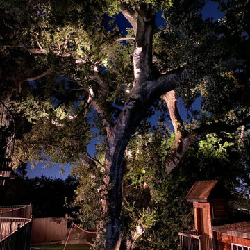Studio City Hillside Grand Oak Tree Landscape Lighting