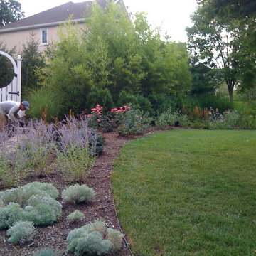 Suburban woodland garden