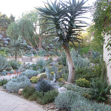 Succulent Collector's Garden