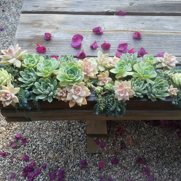 Succulent Containers