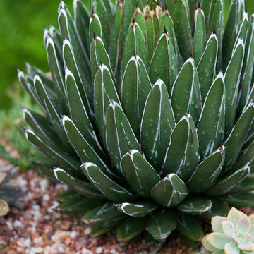 Succulent Detail
