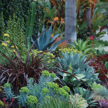 Succulent garden