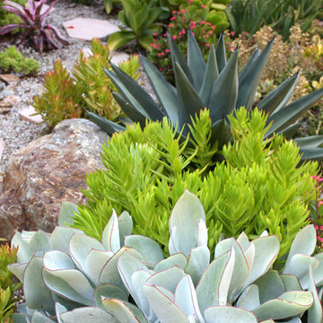 Succulent garden vignettes