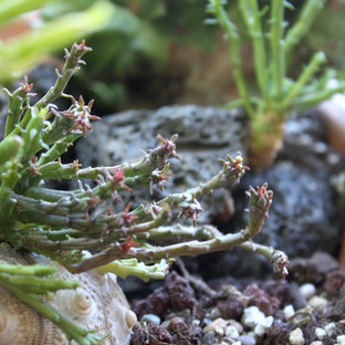 Succulent Garden | Houzz