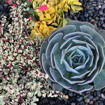 Succulent Garden with Stone