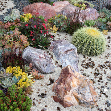 Succulent Garden with Stone