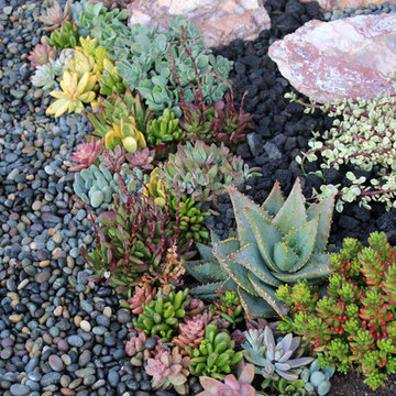 Succulent Garden with Stone