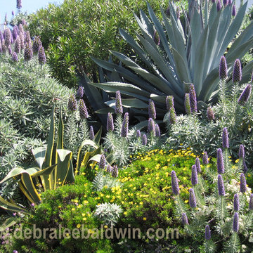 Succulent Gardens