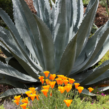 Succulent Gardens