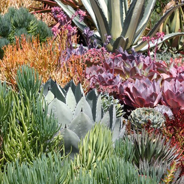 Succulent Gardens