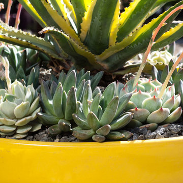 succulent plants and pots