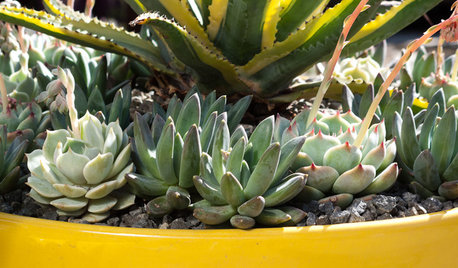 3 Steps to Creating Quick, Easy and Colorful Succulent Containers