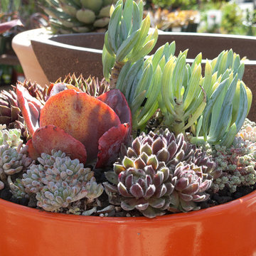 succulent plants and pots