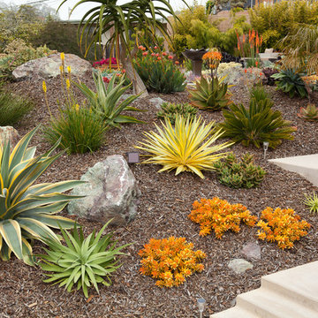 Succulent Selection