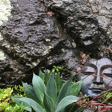 Succulents and Companion Plants