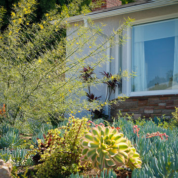 Succulents and Native Tree ,Drought Tolerant Garden