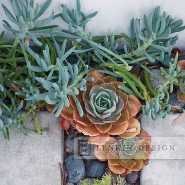 Succulents and Pavers