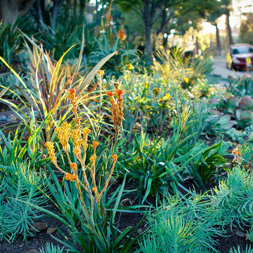 Succulents Garden.Colors, Drought Tolerant Garden