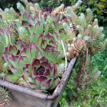 Succulents in salvaged metal planter