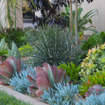 Succulents in the front