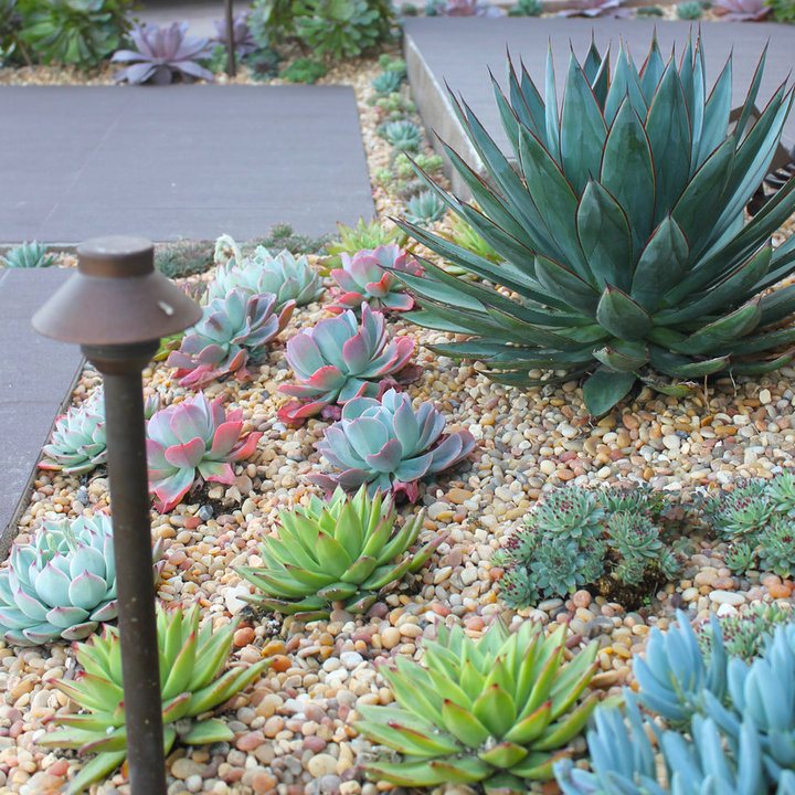 75 Beautiful Xeriscape Ideas & Designs August 2022 Houzz AU