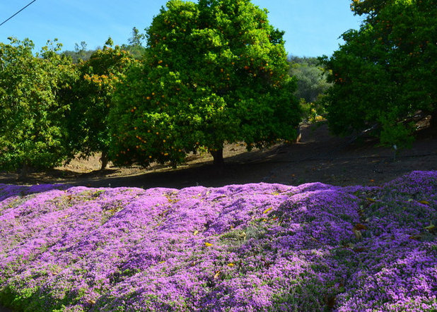 Landscape by Noelle Johnson Landscape Consulting