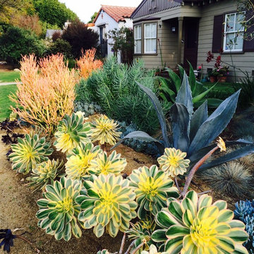 Succulents planted on a berm