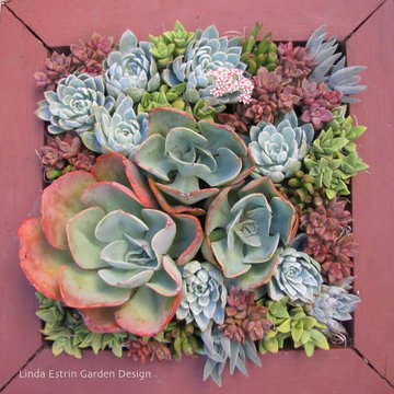 SUCCULENTS - POTS & WALLS