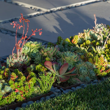 Succulents with concrete pavers and pebbles